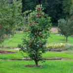Stĺpovitá jabloň (Malus ballerina) ´POLKA´® - jesenná, výška 220-250 cm, kont. C70L